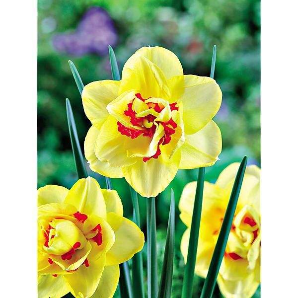 NARCISSE TAHITI