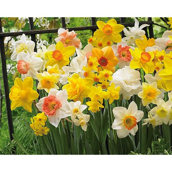 NARCISSE COMPLET MIX