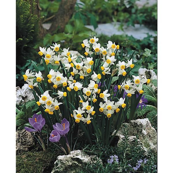 NARCISSE CANALICULATUS