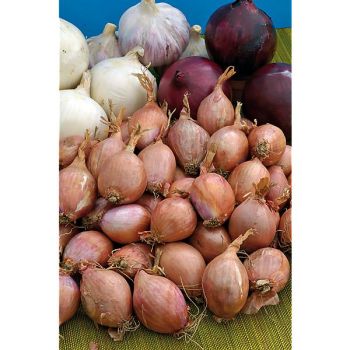 ÉCHALOTE certifiée MELKIOR