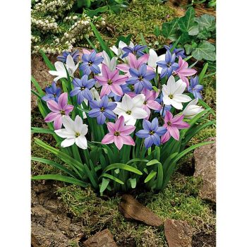 AIL des INCAS MIX (ipheion) 2