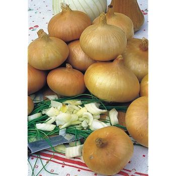 OIGNON JAUNE PAILLE des VERTUS