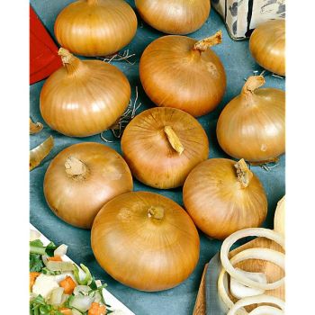 OIGNON SENSHYU YELLOW 2