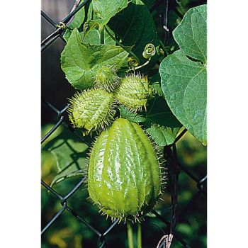 CHRISTOPHINE ou CHAYOTTE (sechium edulis) VERTE 2