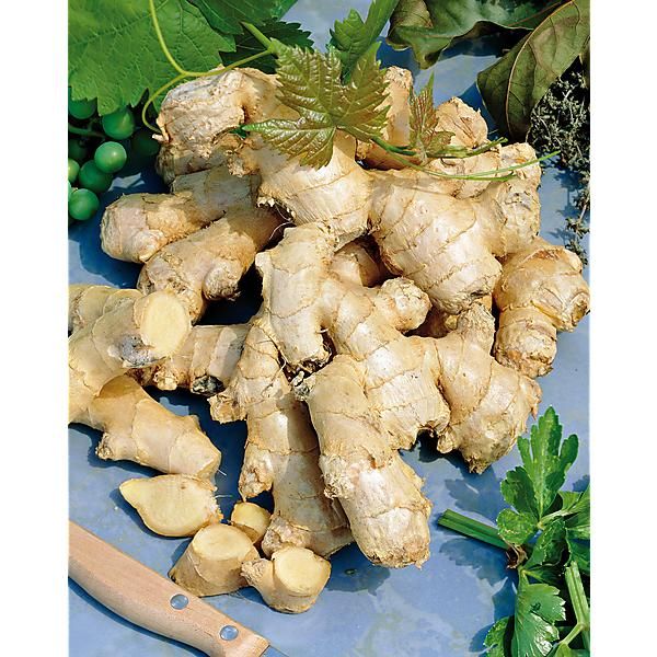 GINGEMBRE (zingiber officinale)