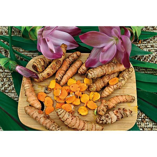 CURCUMA LONGA