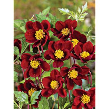 DAHLIA MEXICAN BLACK