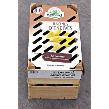 RACINES ENDIVES PRÊTES à PLANTER