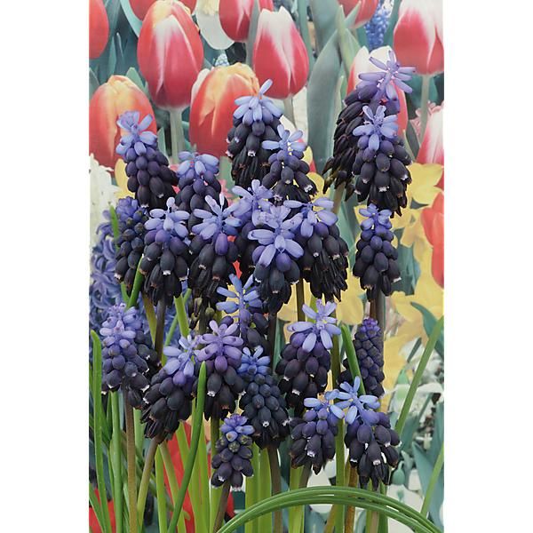 LAMPASCIONE ou muscari à toupet (m. comosum)