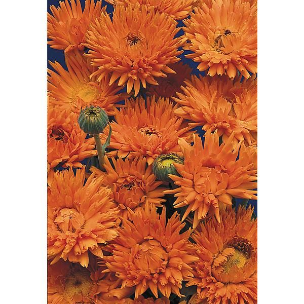 SOUCI OFFICINAL ORANGE KING Bio
