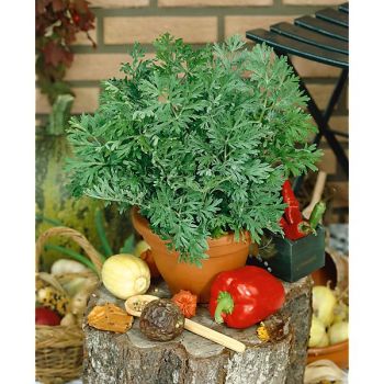 ABSINTHE (artemisia absinthium)