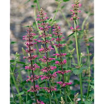 AGASTACHE pallidiflora PINK POP