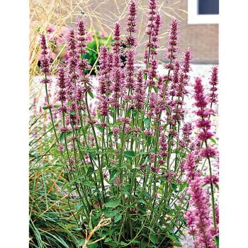 AGASTACHE pallidiflora PINK POP 2