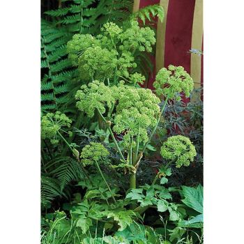 ANGÉLIQUE OFFICINALE (angelica archangelica)