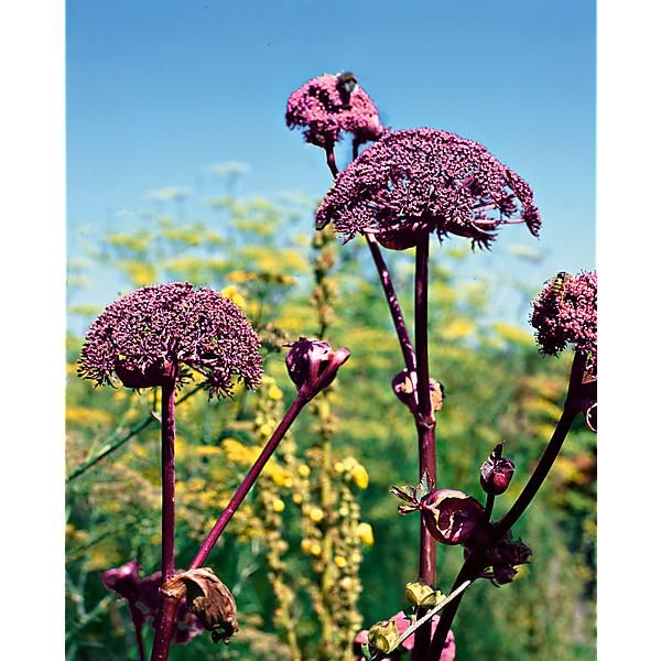 ANGÉLIQUE des BOIS (angelica sylvestris)