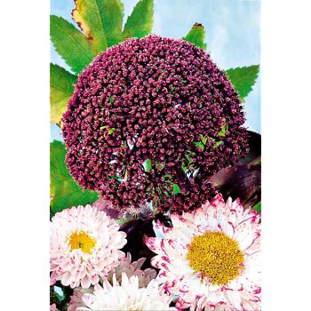 ANGÉLIQUE des BOIS (angelica sylvestris) 2