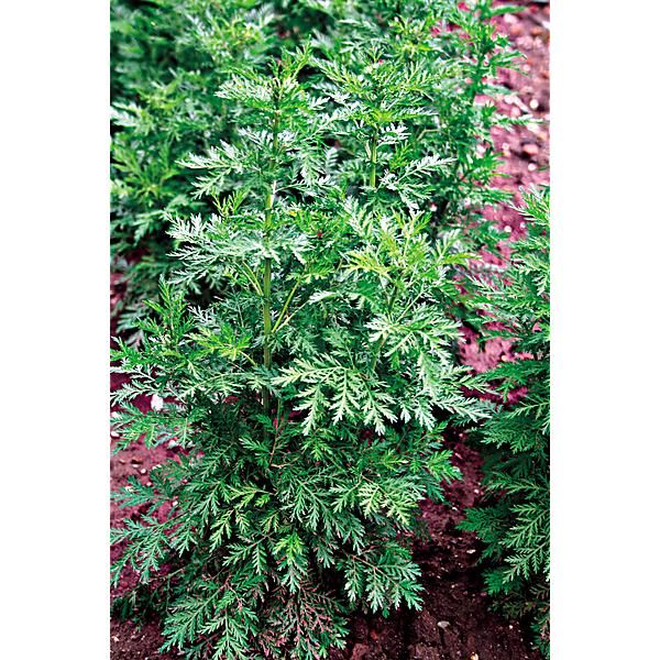 ARMOISE ANNUELLE ou ABSINTHE de CHINE (artemisia annua)
