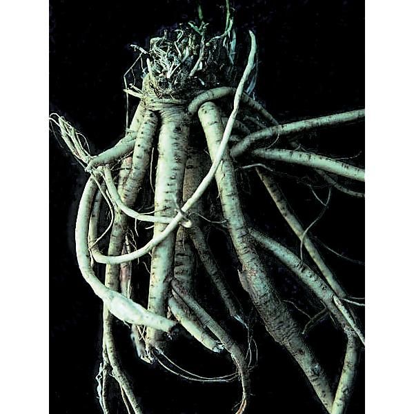 ASTRAGALUS MEMBRANACEUS (huang-gi)