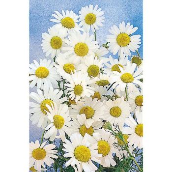 CAMOMILLE ordinaire ZLOTY LAN (matricaria chamomilla)