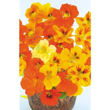 CAPUCINE naine TOM POUCE Bio