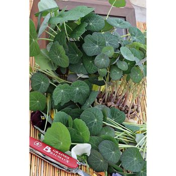 CAPUCINE naine BLUE PEPE (tropaeolum majus)