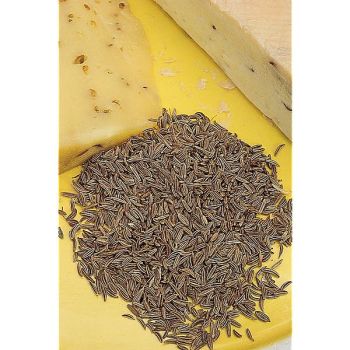 CUMIN de MALTE (cuminum cyminum)