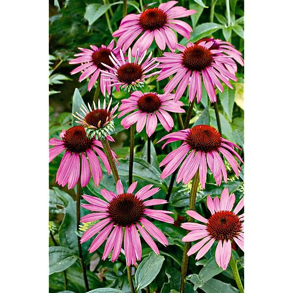 ECHINACEA ANGUSTIFOLIA