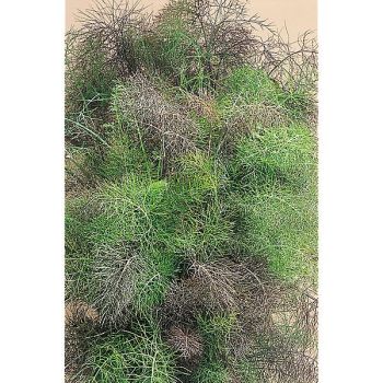 FENOUIL BRONZE et VERT