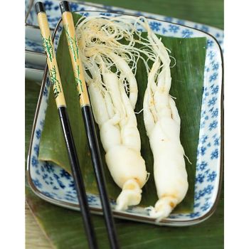 GINSENG (panax ginseng)