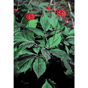 GINSENG (panax ginseng) 2