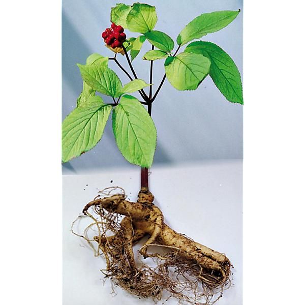 GINSENG AMÉRICAIN (panax quinquefolius)