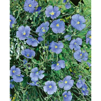 LIN usitatissimum OMEGA