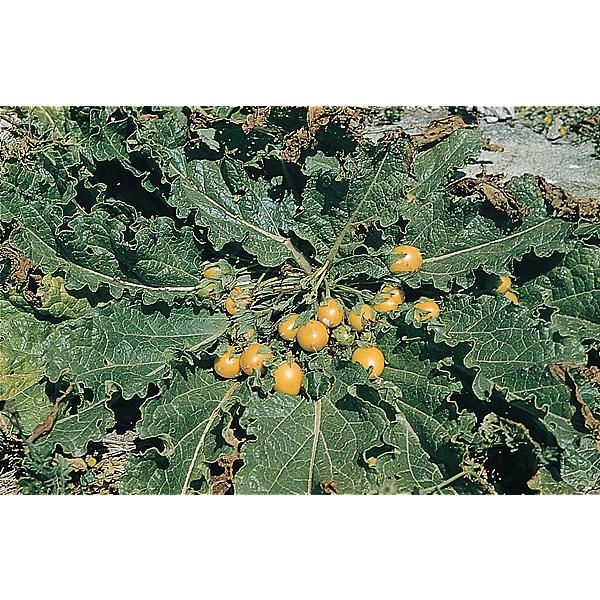 MANDRAGORE OFFICINALE