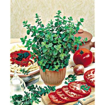 MARJOLAINE ANNUELLE (origanum majorana) 2