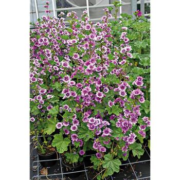 MAUVE (malva sylvestris)