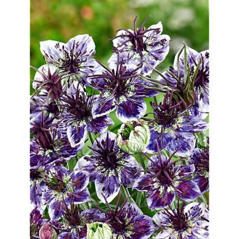NIGELLE papillosa DELFT BLUE
