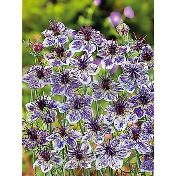 NIGELLE papillosa DELFT BLUE 2