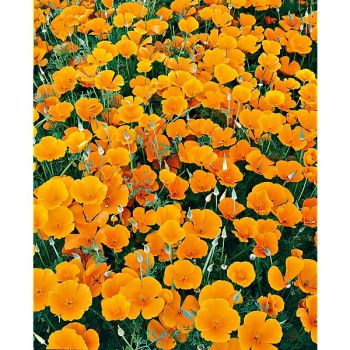PAVOT de CALIFORNIE (eschscholzia californica)