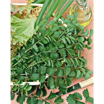 PIMPRENELLE (sanguisorba minor)