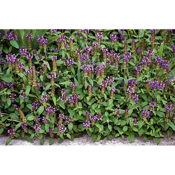PRUNELLA VULGARIS