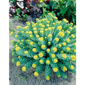 RHODIOLA ROSEA