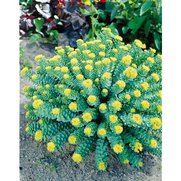 RHODIOLA ROSEA