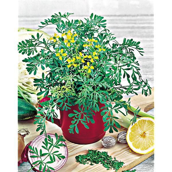 RUE OFFICINALE (ruta graveolens)