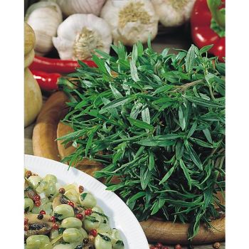 SARRIETTE annuelle AROMATA (satureja hortensis)