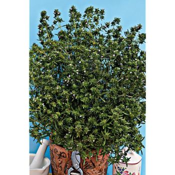 SARRIETTE annuelle AROMATA (satureja hortensis) 2