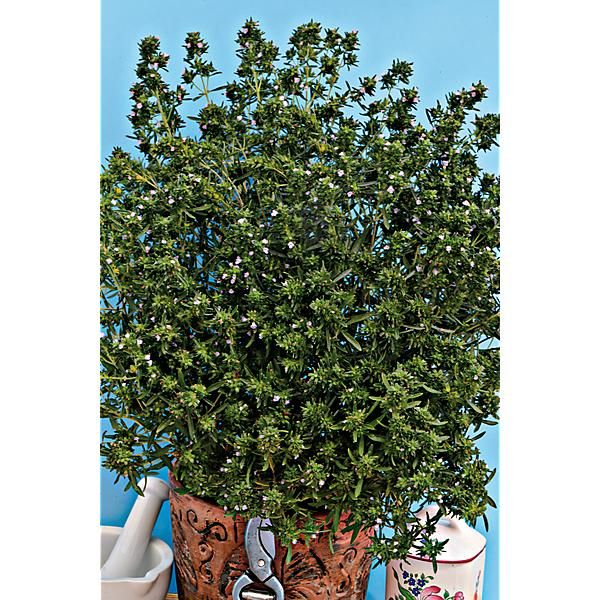 SARRIETTE annuelle AROMATA (satureja hortensis)