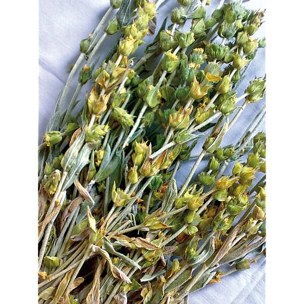 SIDERITIS SYRIACA