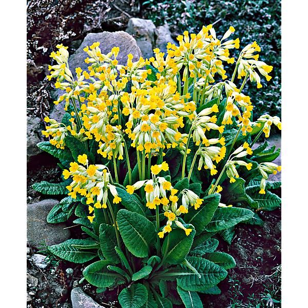 PRIMEVÈRE OFFICINALIS ou veris dit coucou