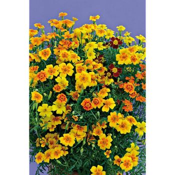 TAGÈTES signata pumila GEM MIX 2