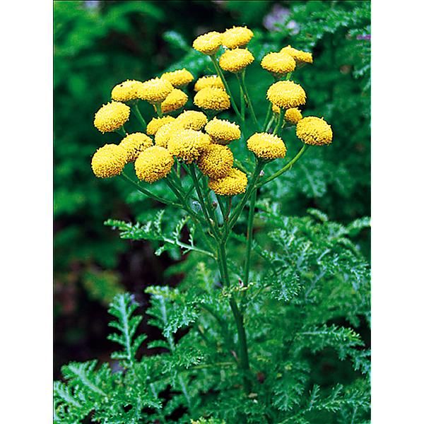 TANAISIE (tanacetum vulgare)